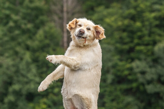 A Dog Catching A Dog Treat. Dog Jumps For Catching A Dog Treat