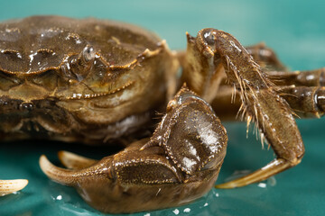 alive crab close up on one side at horizontal composition