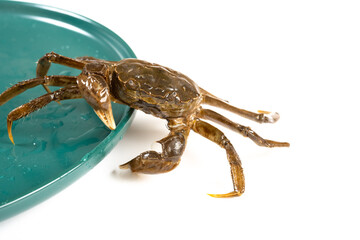 alive crab running out from a dish