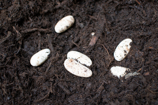 Black snake eggs in a mulch.