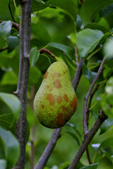 Pear called Concorde (Pyrus), not yet fully ripe fruit before harvesting on the tree.