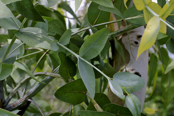 Green leaf / leaves of the fever tree (eucalyptus) on tree in early summer
