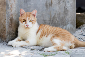 Cute cat and kitten at all expression and activities isolated in complete photo series