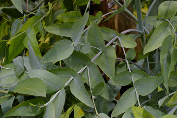 Green leaf / leaves of the fever tree (eucalyptus) on tree in early summer