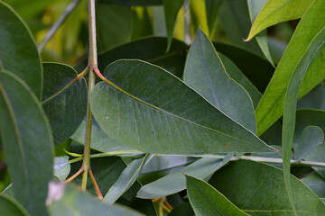 Green leaf / leaves of the fever tree (eucalyptus) on tree in early summer