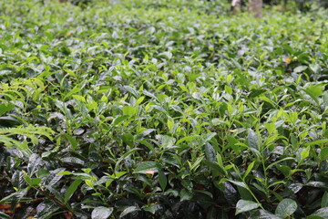 green colored healthy tea leaf on tree in firm