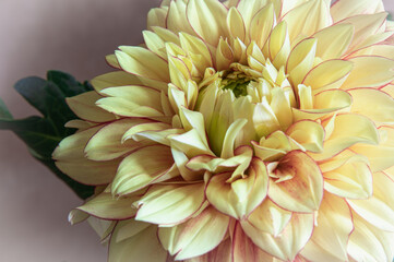 yellow dahlia close up, pastel colors