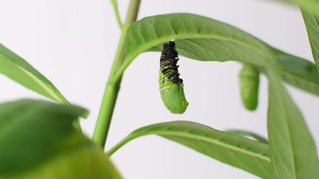 Endangered Monarch butterfly caterpillar forming chrysalis. Pupating caterpillar