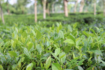 green colored healthy tea leaf on tree in firm