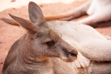Kangaroo laying down on the sand 
