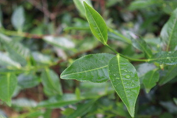 green colored healthy tea leaf on tree in firm
