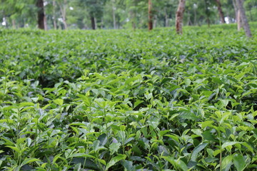 Fototapeta na wymiar green colored healthy tea leaf on tree in firm