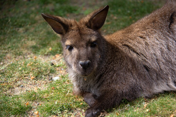Face to face with a wallaby laying on the grass