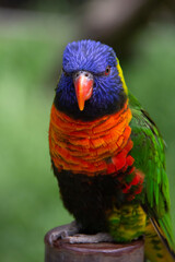 Rainbow lorikeet parrots standing on a stick of wood with a green background