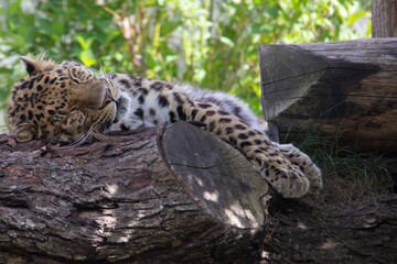 Leopard sleeping on a broken trunk
