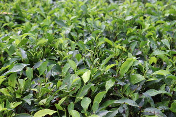 green colored healthy tea leaf on tree in firm