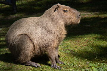 Big capybara waiting on the grass