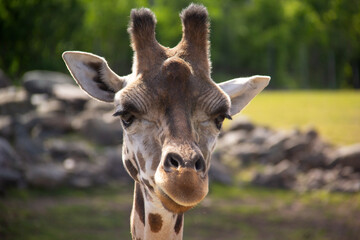 Close up portrait of the head of a giraffe