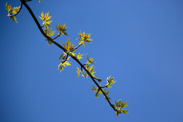 Yellow leaves on blue sky background