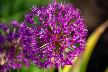 close up of a sphere of lavender flower with green and yellow leaves on background
