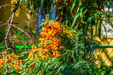 A lot of sea buckthorn on a tree branch.