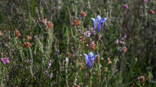 Blue Gentian flowers among heather on the North York Moors