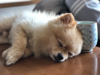 湯呑みに寄り添ってウトウトする犬