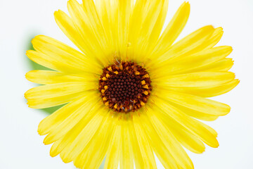 Closeup of beautiful vibrant calendula honey baked flower