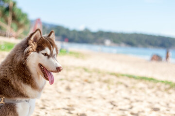 Blackground, white, brown, white, black Siberian dog goes to the sea for a swim
