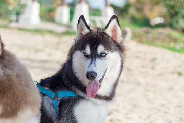Blackground, white, brown, white, black Siberian dog goes to the sea for a swim