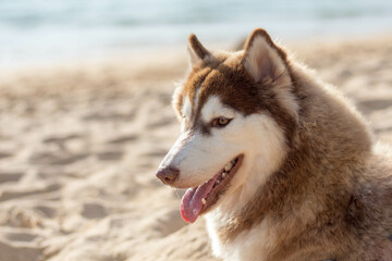 Blackground, white, brown, white, black Siberian dog goes to the sea for a swim