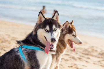 Blackground, white, brown, white, black Siberian dog goes to the sea for a swim