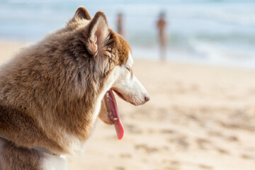 Blackground, white, brown, white, black Siberian dog goes to the sea for a swim
