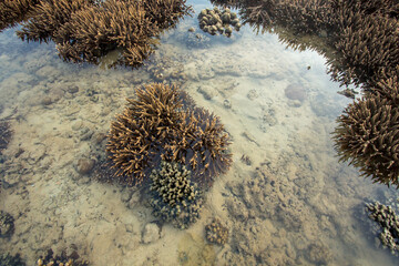 Naklejka na ściany i meble The sea water has receded. Malabar coral