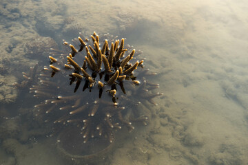 The sea water has receded. Malabar coral