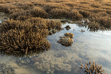 The sea water has receded. Malabar coral