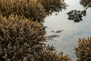 The sea water has receded. Malabar coral