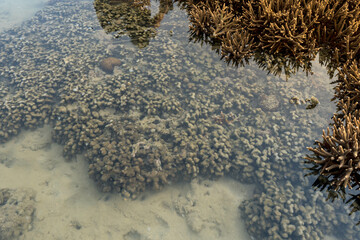 The sea water has receded. Malabar coral