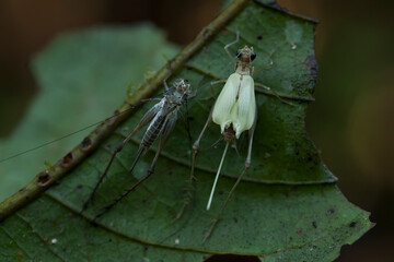Beautiful Insect on Natural life