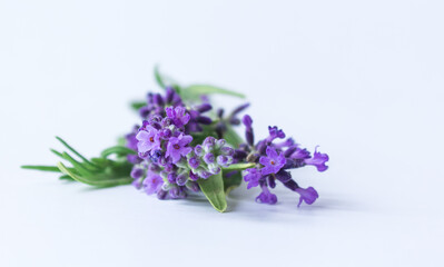 Bouquet of lavender on a white background. Selective focus. Copy space