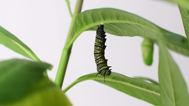 Endangered Monarch butterfly caterpillar forming chrysalis. Pupating caterpillar