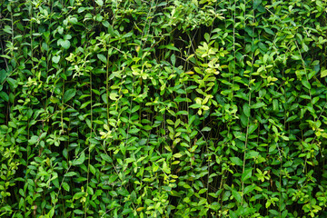 Obraz premium Background of the wall of green plants. Good for nature concept