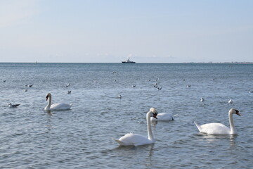 Swans on the Black Sea, pebble beach. Anapa resort town, summer.