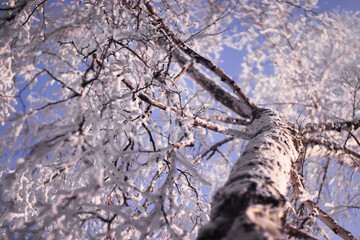 snow covered branches