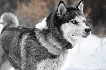 siberian husky dog
