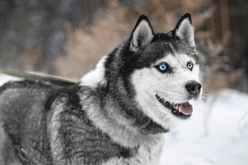 Fototapeta premium siberian husky dog