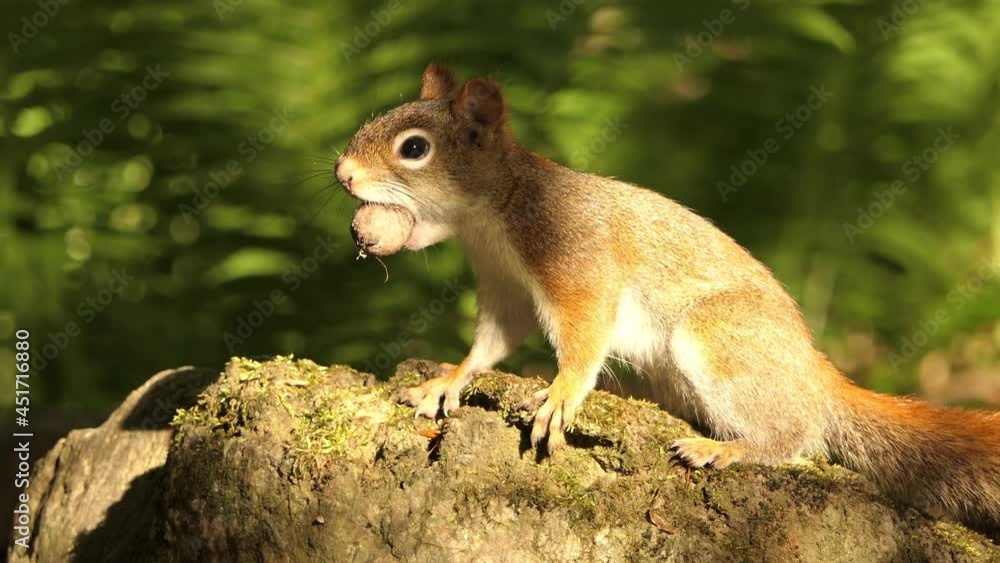 Poster A close-up view of a squirrel on a tree with a nut in the mouth. Detail squirrel shot.