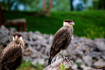 Fototapeta premium red tailed hawk