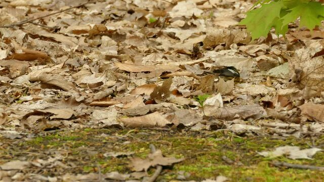 4K small magnolia warbler, setophaga magnolia; hopping and foraging on the forest ground covered with deciduous leaves for feeds invertebrates, static shot of wildlife landscape.