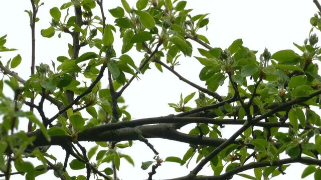 4K wild insectivorous chestnut sided warbler, setophaga pensylvanica; feeding on invertebrate and fly off from a fruit tree brach in green forest with clear background, static shot.